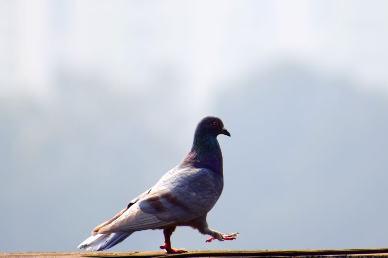 Google Pigeon Update 2014